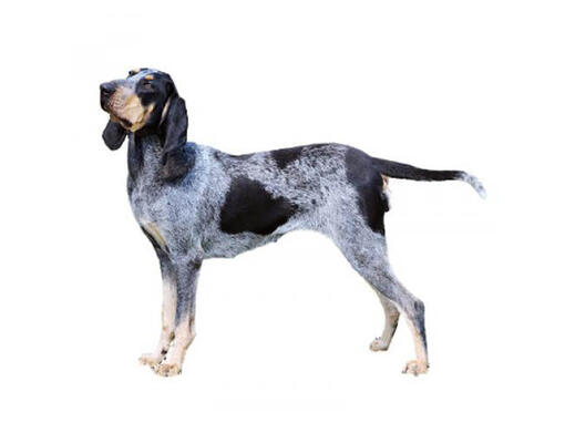 Gascon coonhound 2025